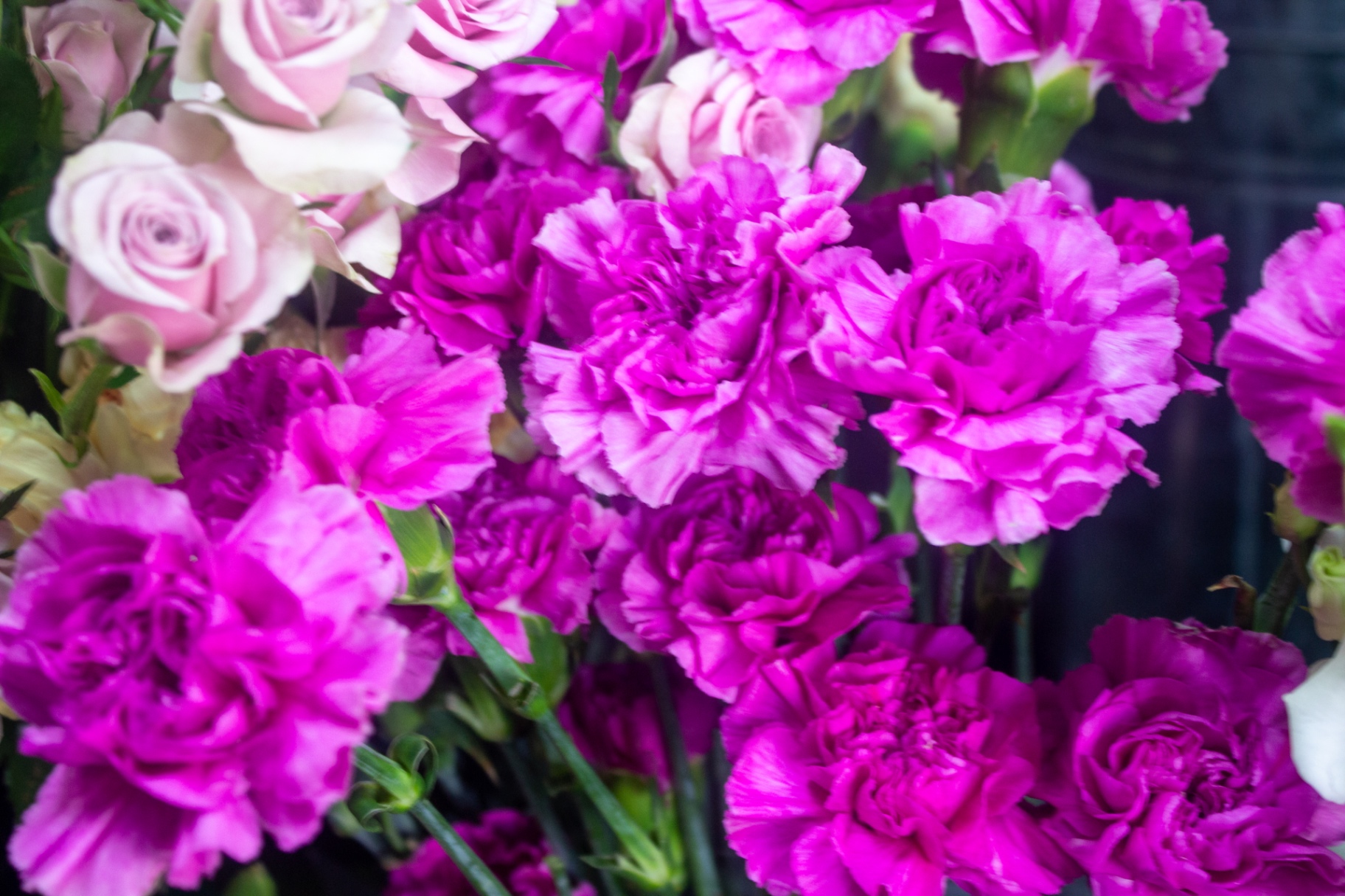 Magenta carnations and pale pink roses photographed together at Flowers by Alison in Portsmouth