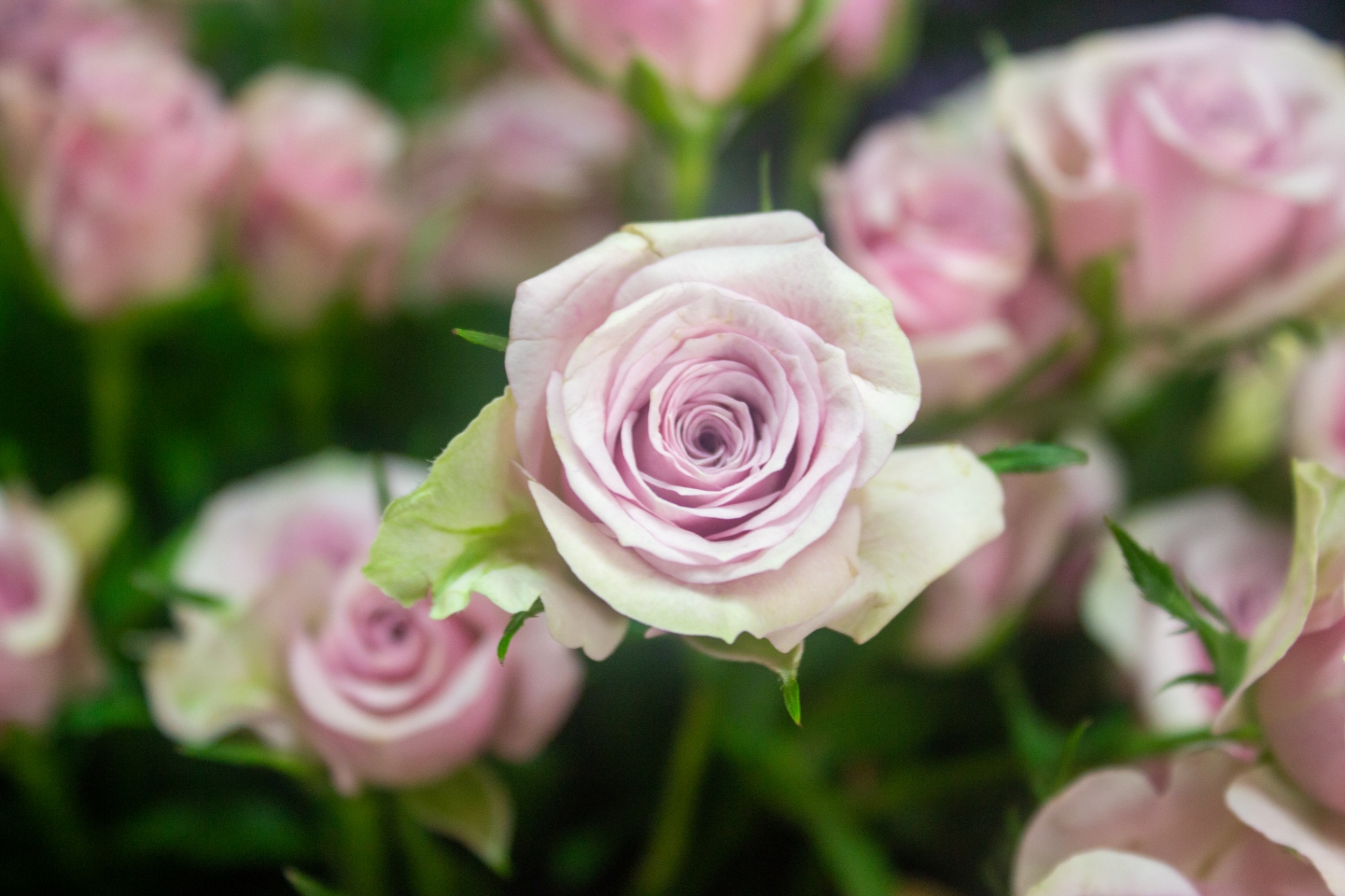 Close-up photography of a pale pink rose in bud at Flowers by Alison, Copnor Road