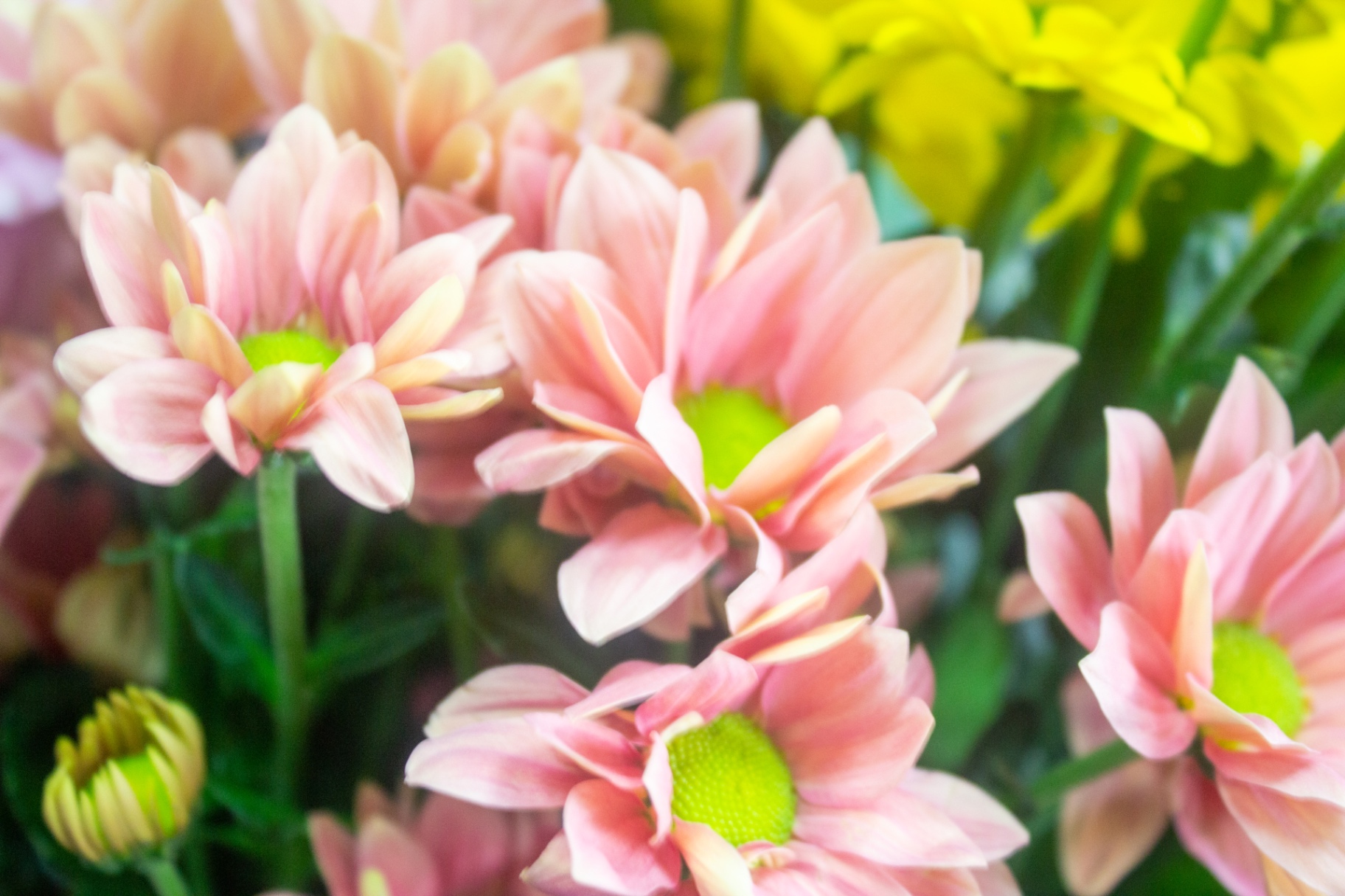 Peach and pink chrysanthemums with yellow blooms behind at Flowers by Alison in Portsmouth