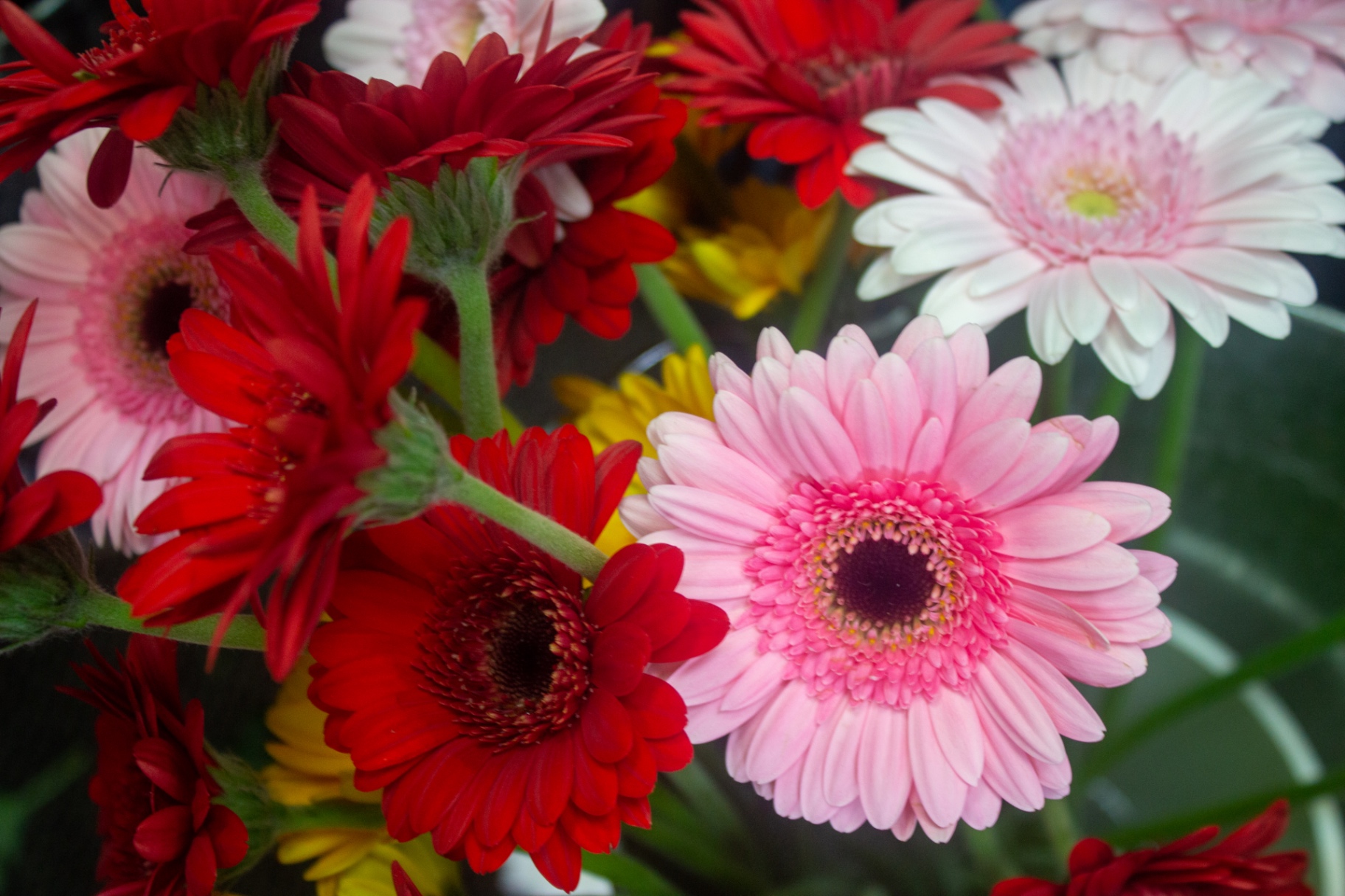 Red, pink and white gerbera daisies photographed at Flowers by Alison, Copnor Road, Portsmouth