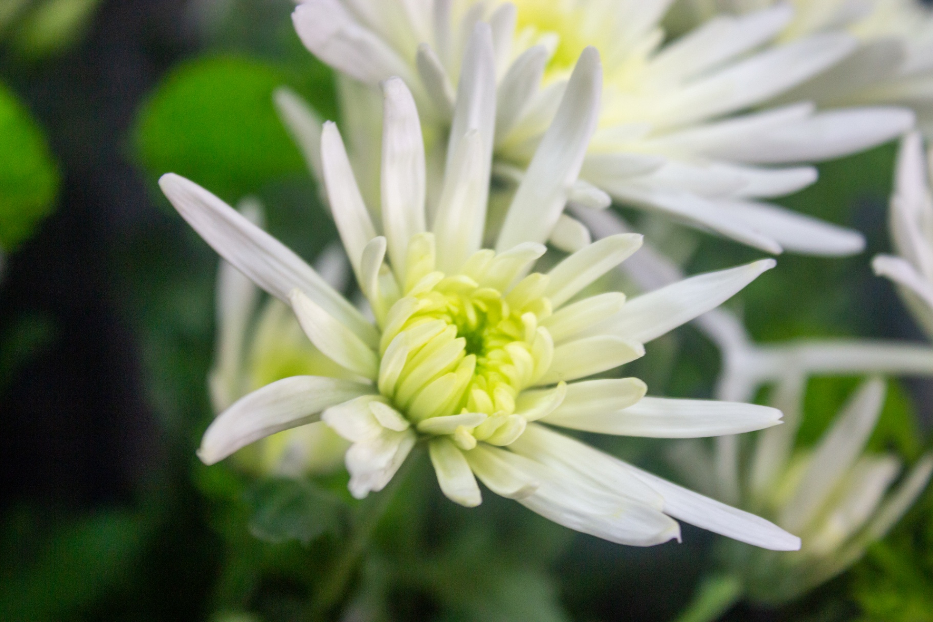 Spider chrysanthemum with white petals and a lime green centre photographed at Flowers by Alison