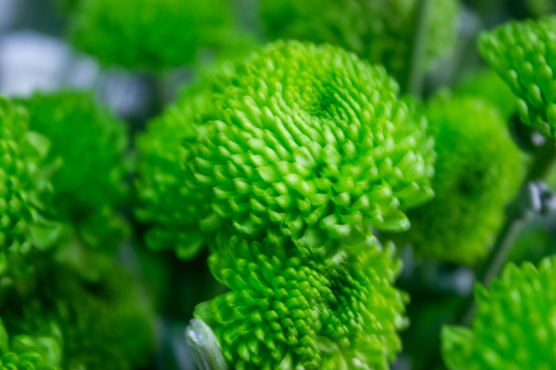Close-up photography of bright green button chrysanthemums at Flowers by Alison in Portsmouth