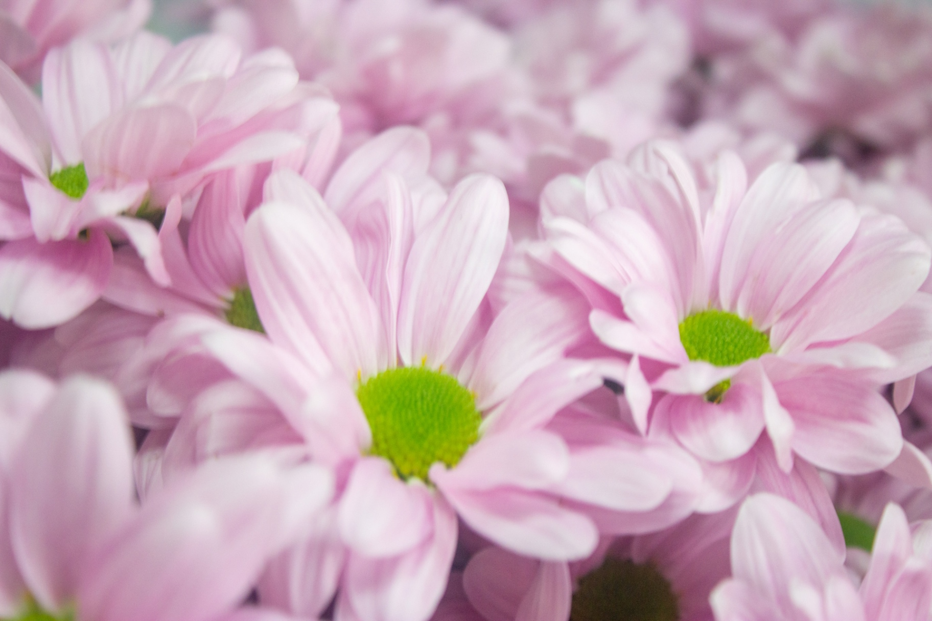 Bunch of pale pink daisy chrysanthemums with green centres at Flowers by Alison, Copnor Road