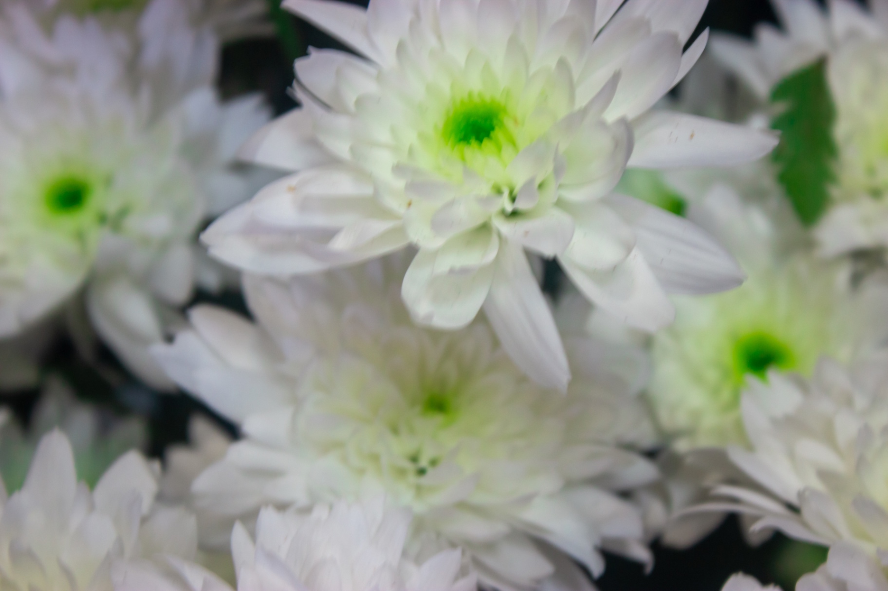 Close-up photography of white chrysanthemums with bright green centres at Flowers by Alison in Portsmouth